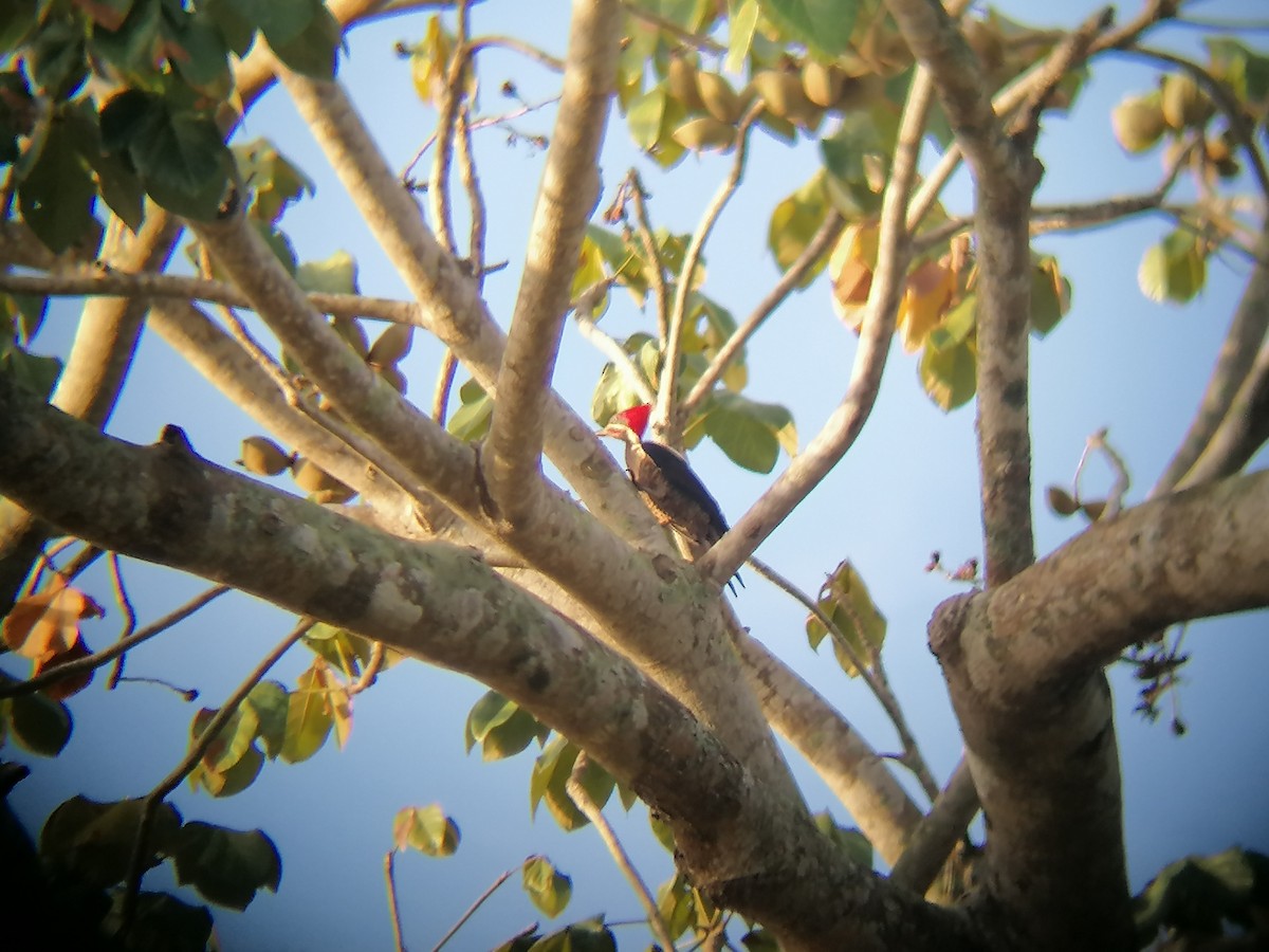 Lineated Woodpecker - Paul 🐈🔭🦜 Rodríguez @elpuma