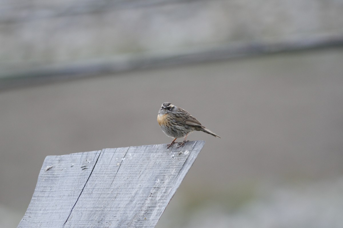 Rufous-breasted Accentor - ML293949161