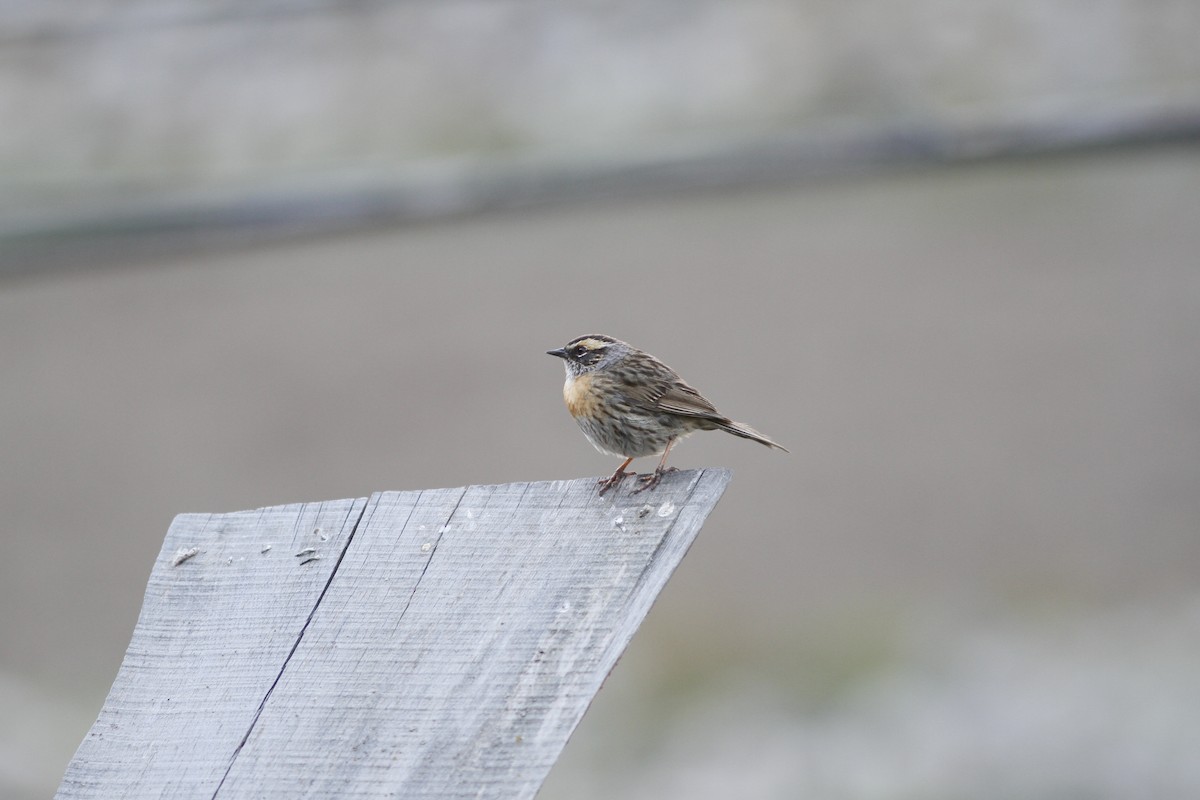 Rufous-breasted Accentor - ML293949171