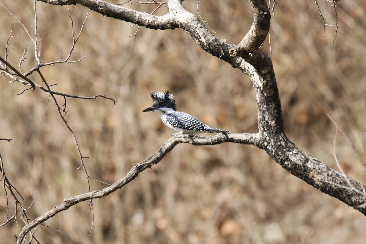 Crested Kingfisher - ML293950041