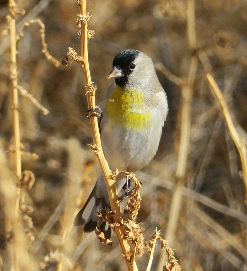 Lawrence's Goldfinch - ML293950371