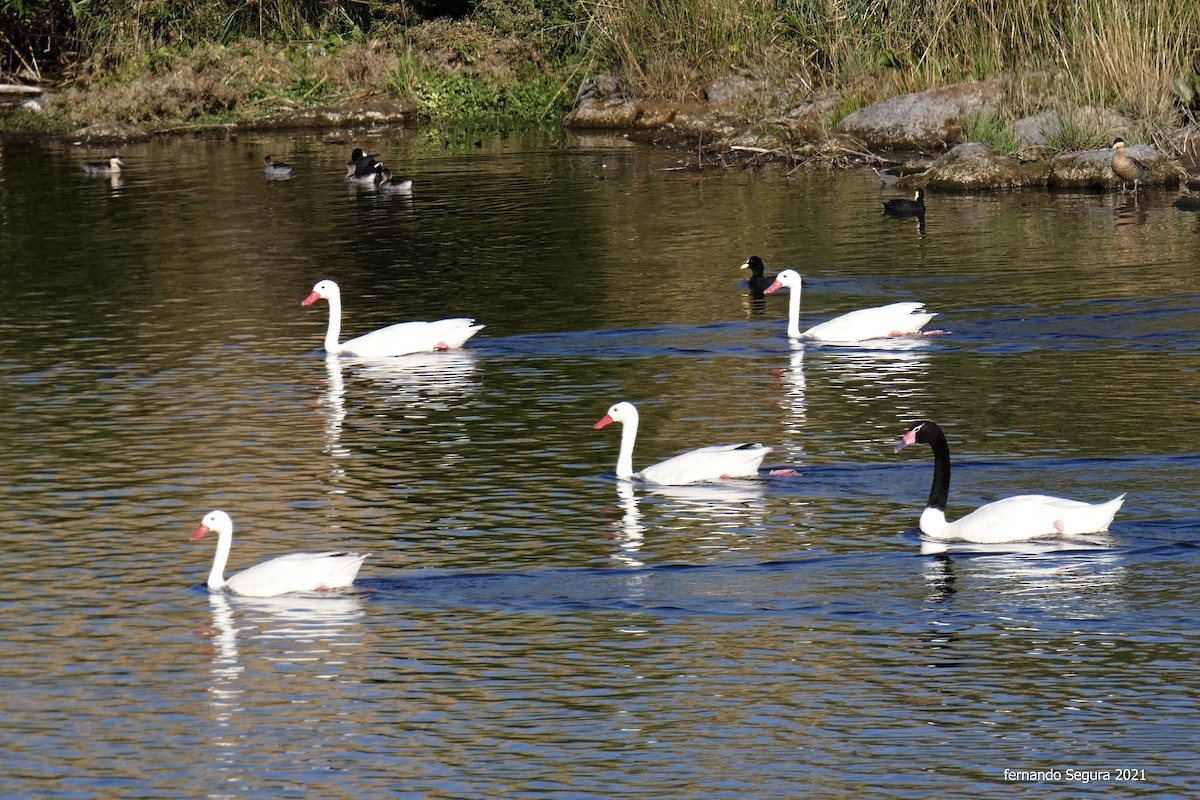 Coscoroba Swan - fernando segura