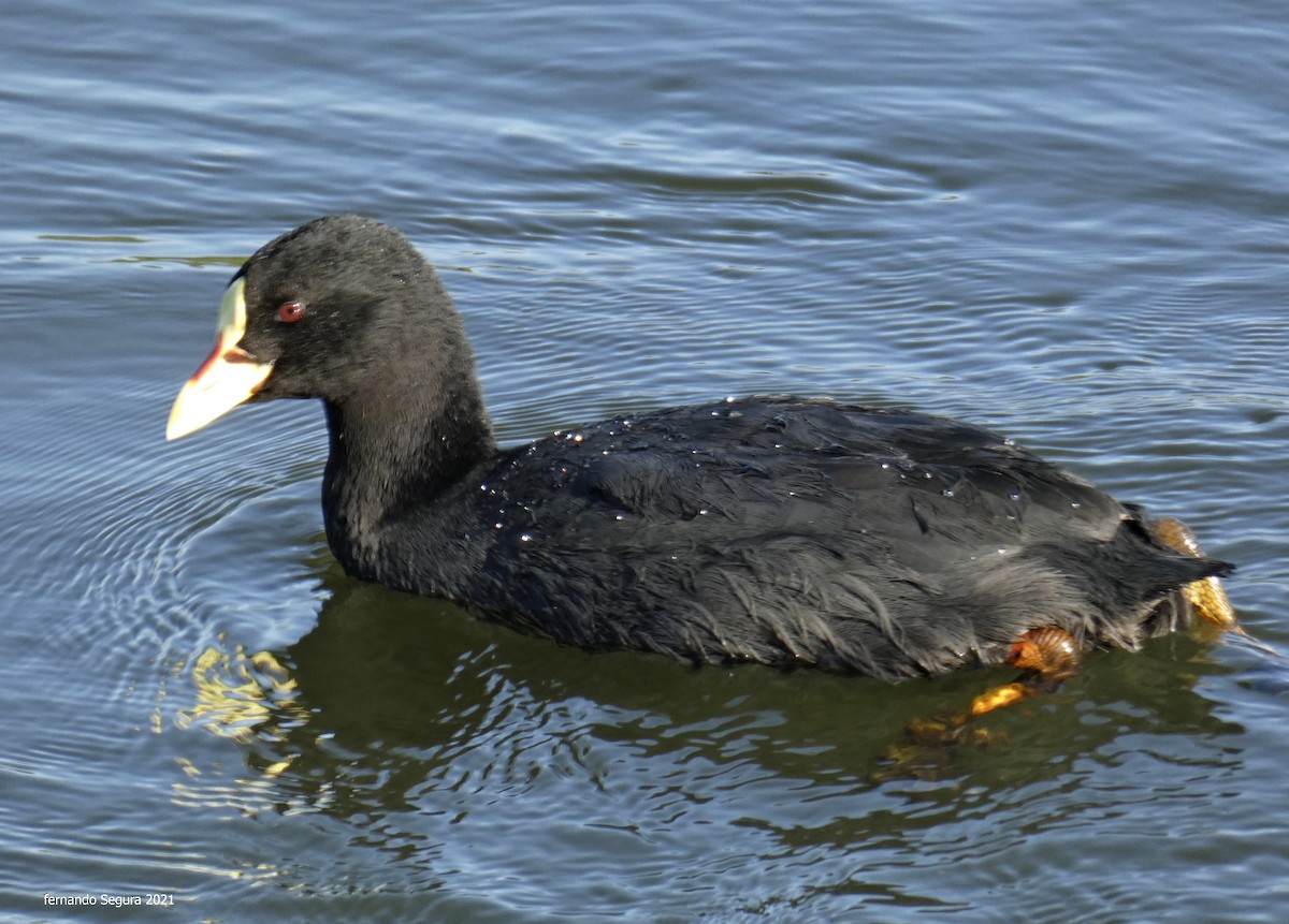 Red-gartered Coot - ML293956891