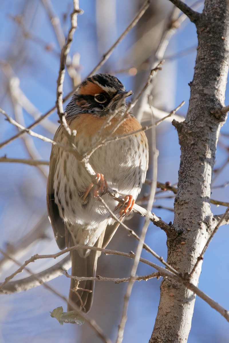 Rufous-breasted Accentor - ML293963001