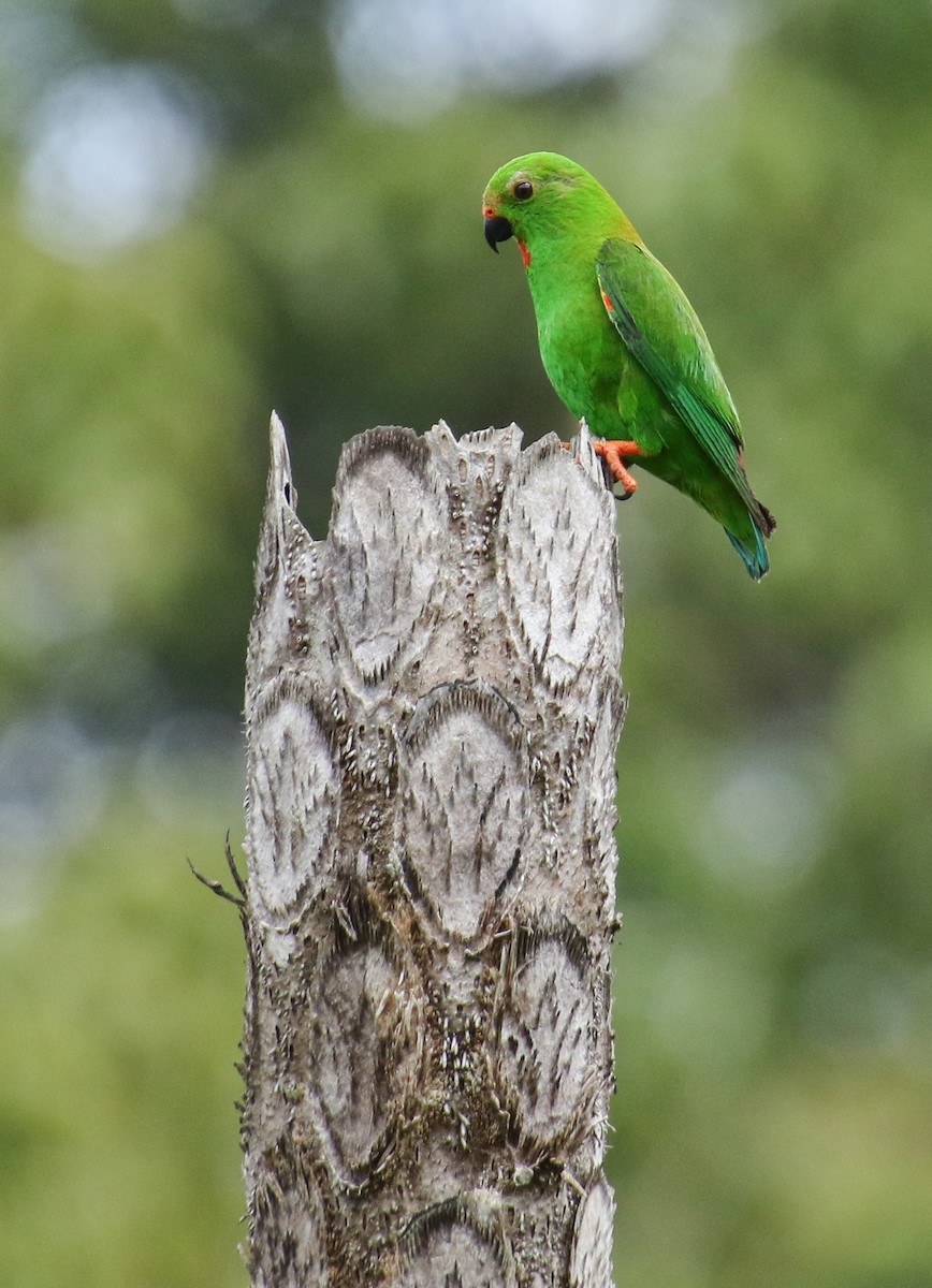 Sulawesi Hanging-Parrot - Alex Berryman