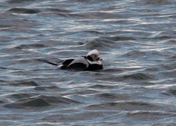 Long-tailed Duck - ML293976071