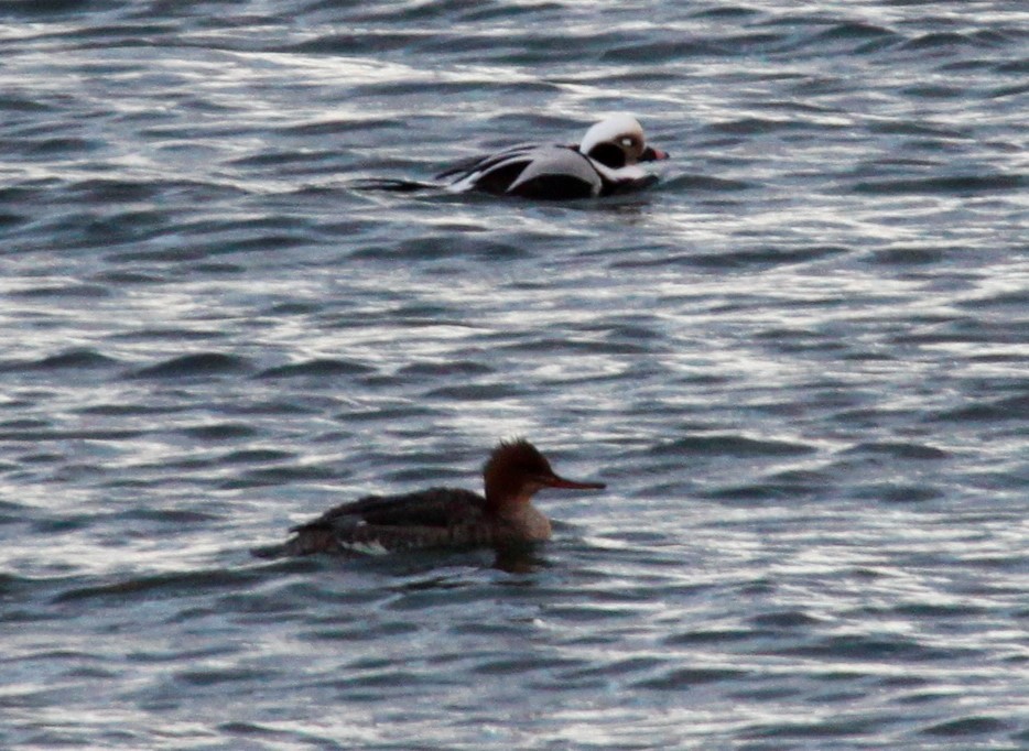 Long-tailed Duck - ML293976081