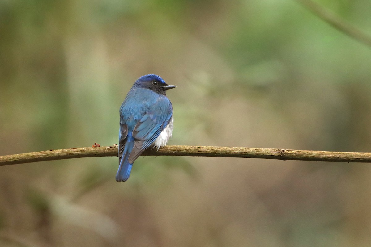 Blue-and-white Flycatcher - ML293978881