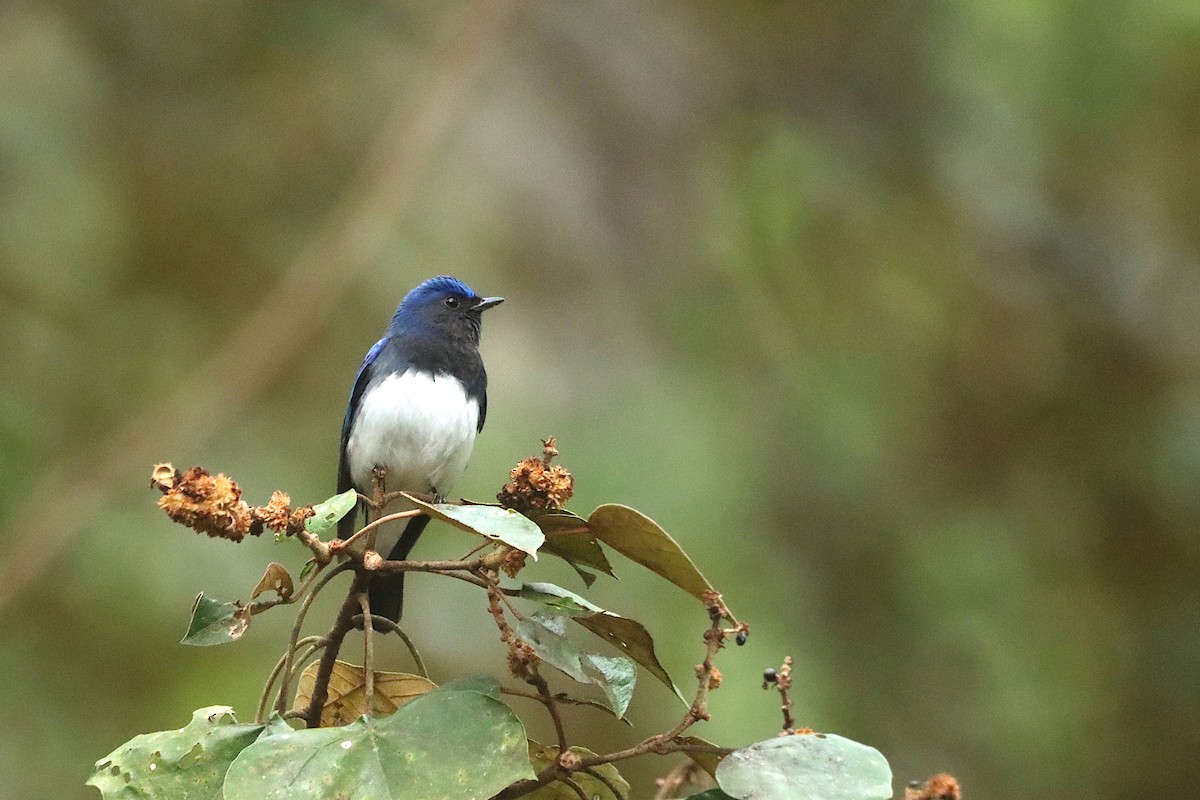 Blue-and-white Flycatcher - ML293979191