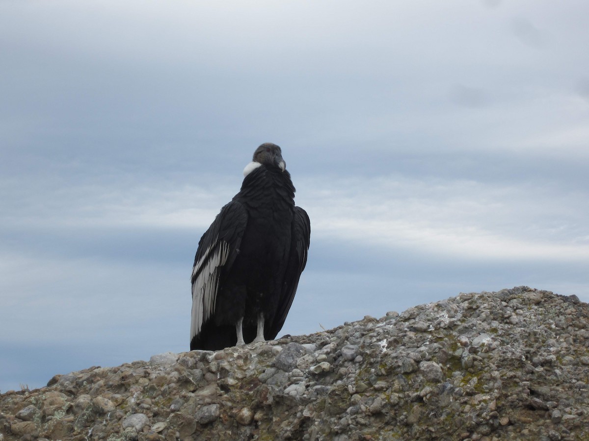 Andean Condor - Richard Callow
