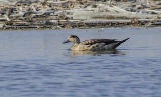 Crested Duck, ML29398471
