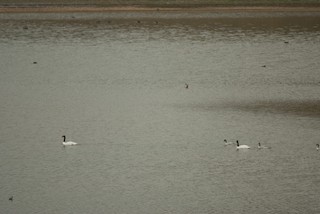 Black-necked Swan, ML293984851