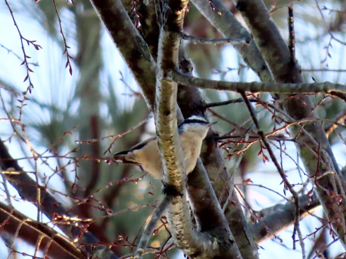 Red-breasted Nuthatch - ML293986111