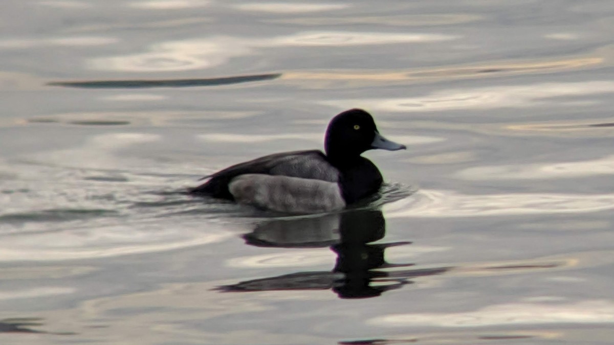 Greater Scaup - ML293989611