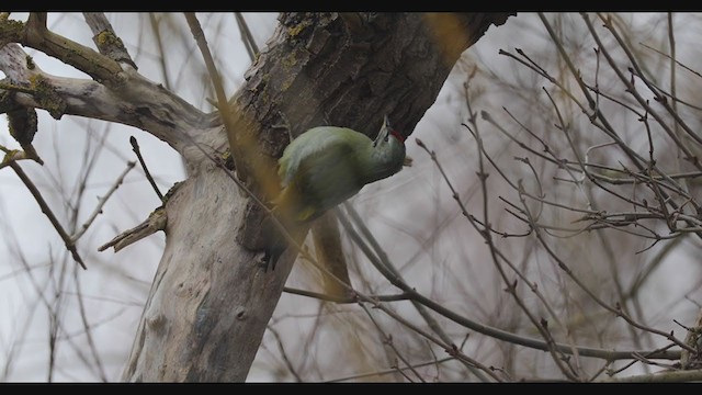 Gray-headed Woodpecker - ML293995741
