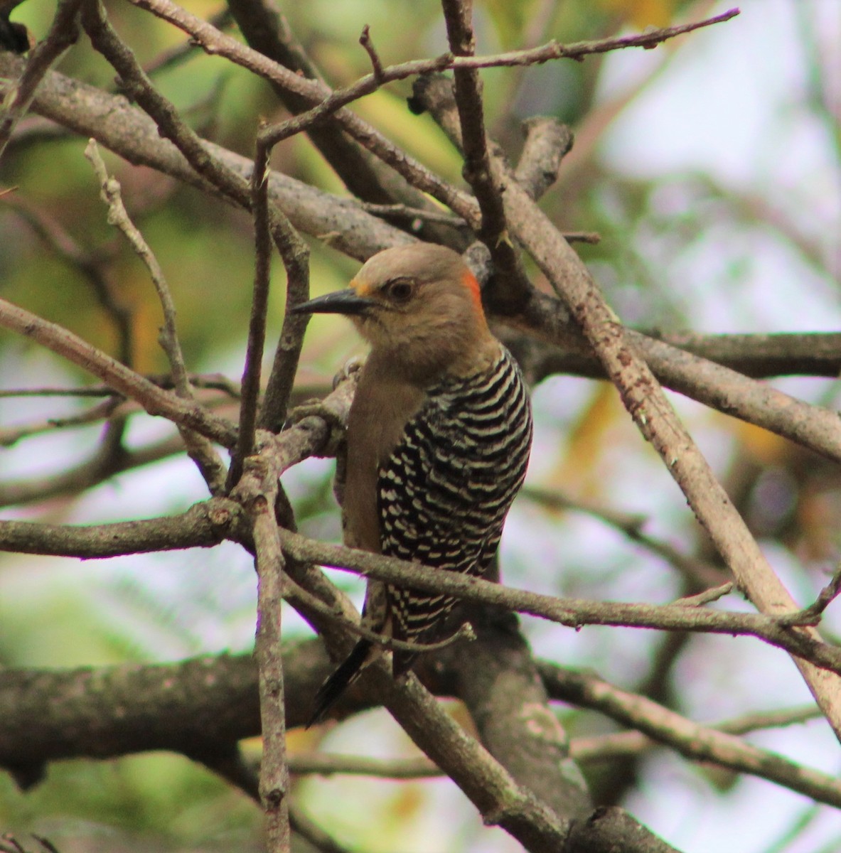 Red-crowned Woodpecker - ML293995771