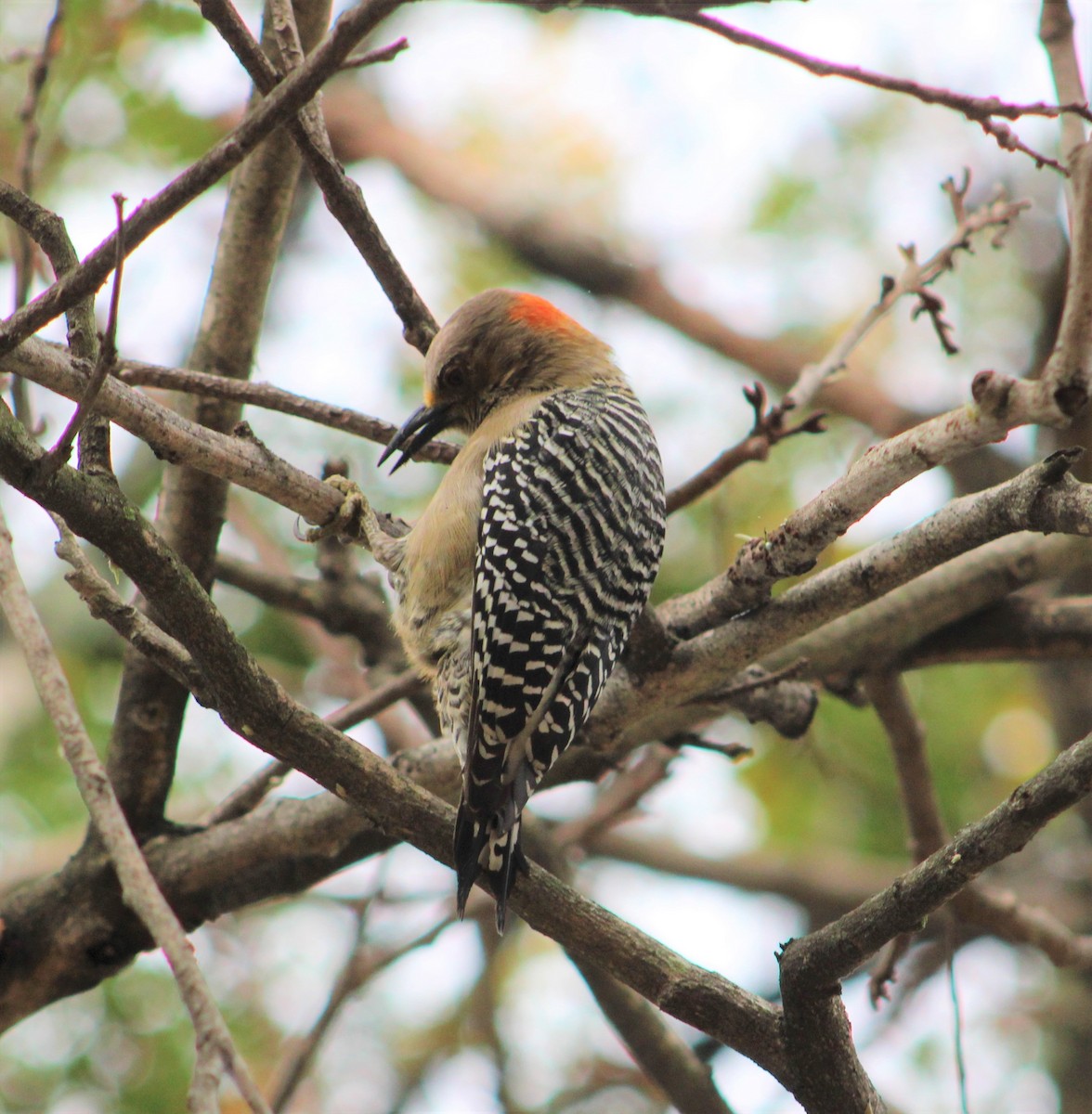 Red-crowned Woodpecker - ML293995871
