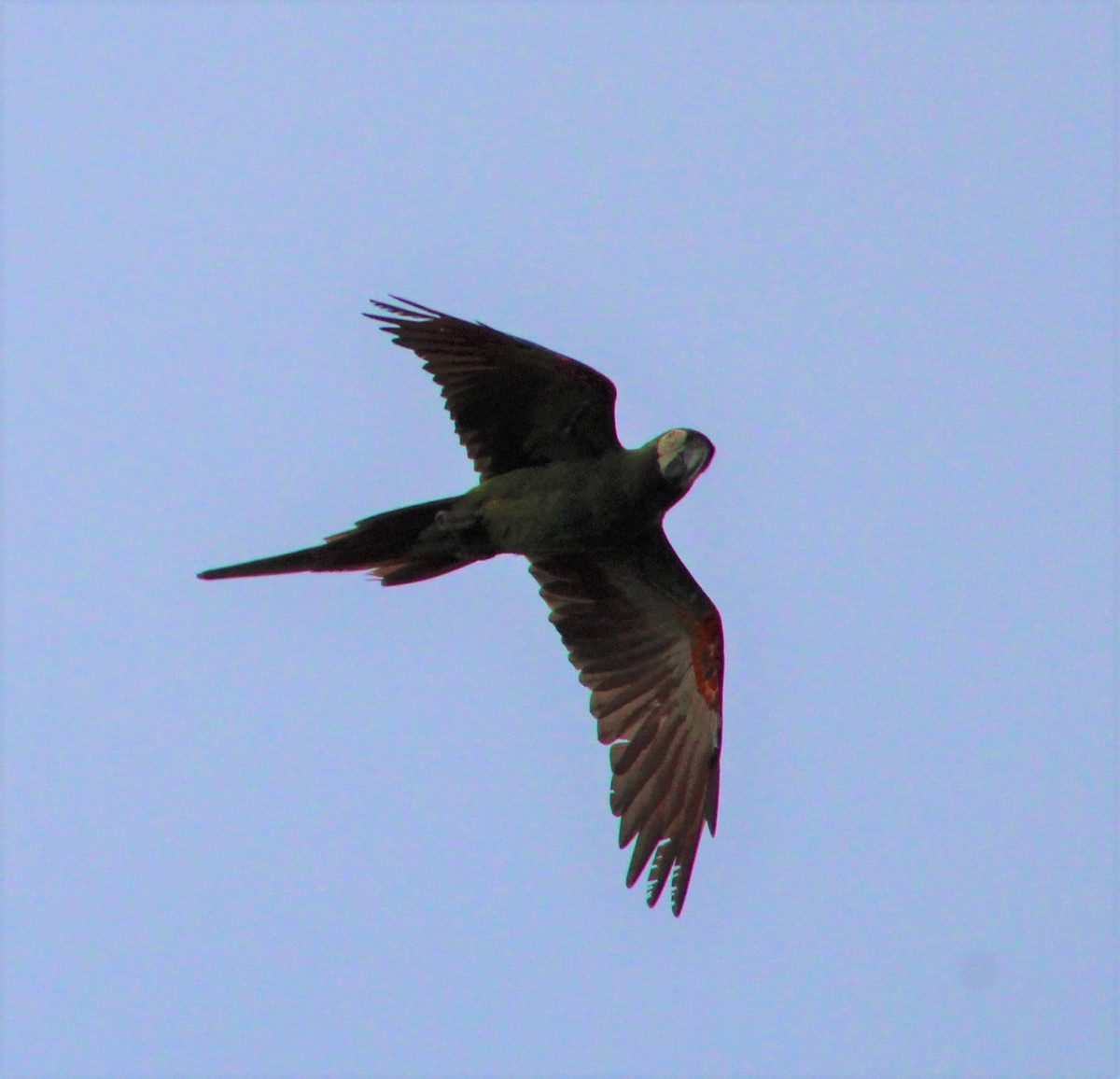 Chestnut-fronted Macaw - ML293996291