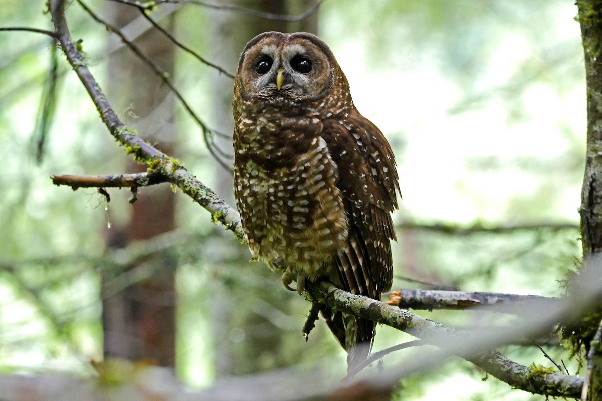 Spotted Owl - Grace Oliver