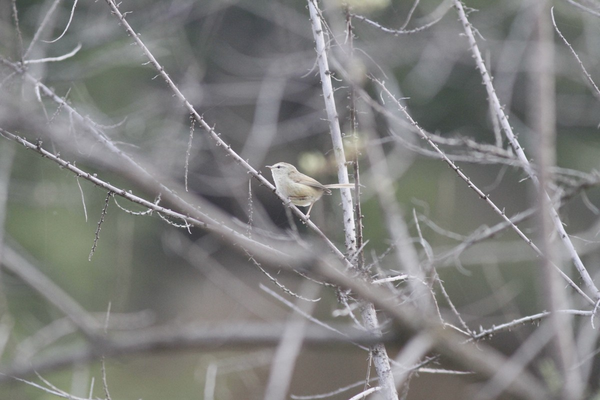 Brownish-flanked Bush Warbler - ML294002921
