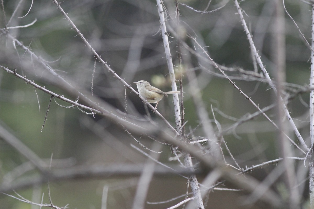 Brownish-flanked Bush Warbler - ML294002931
