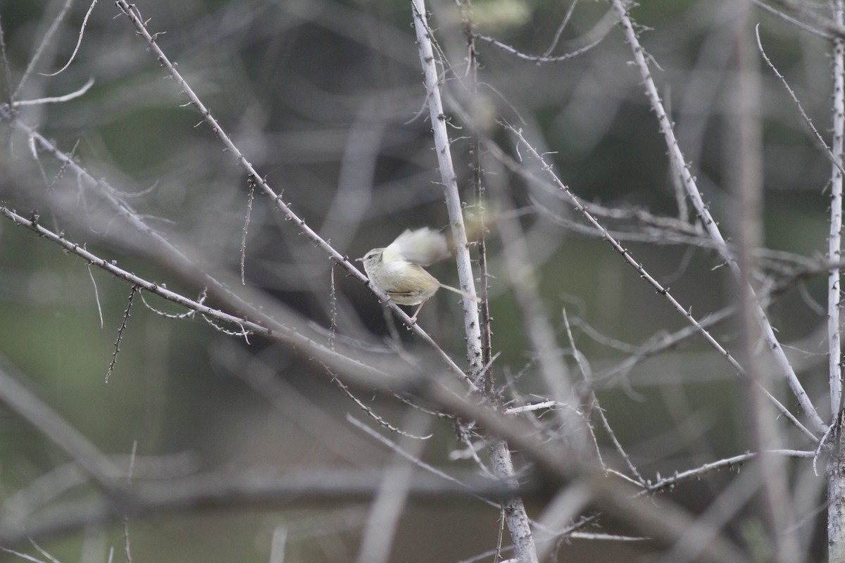 Brownish-flanked Bush Warbler - ML294002941