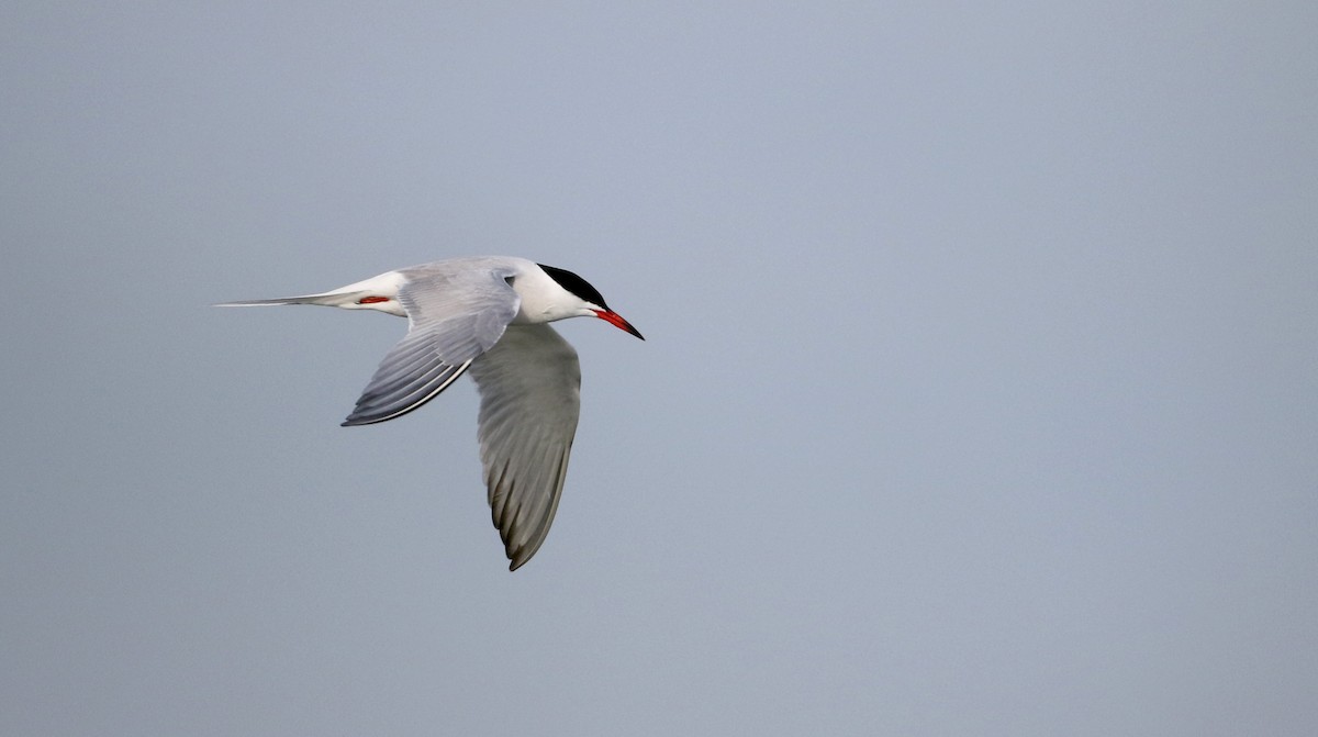 Common Tern - ML29400761
