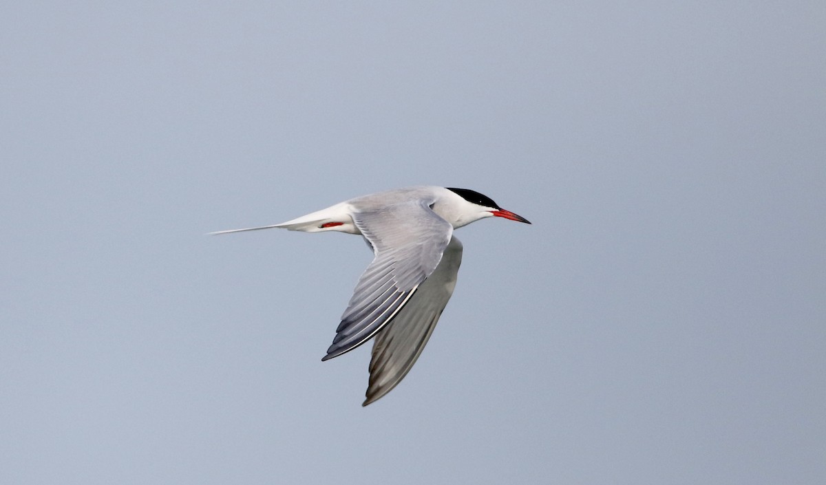 Common Tern - ML29400821
