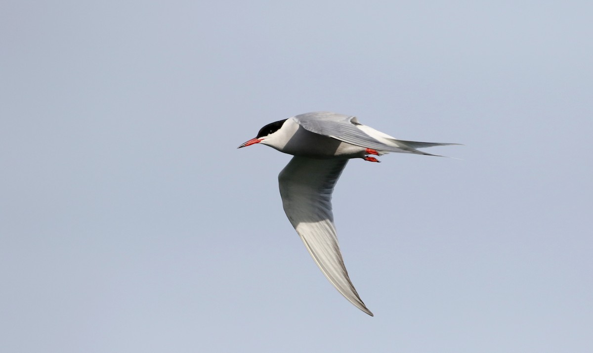 Common Tern - ML29400951