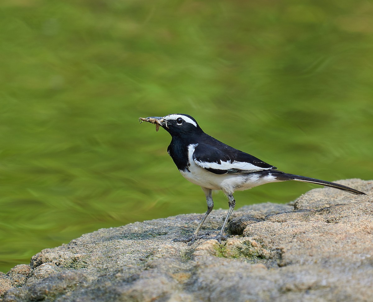 White-browed Wagtail - ML294012491