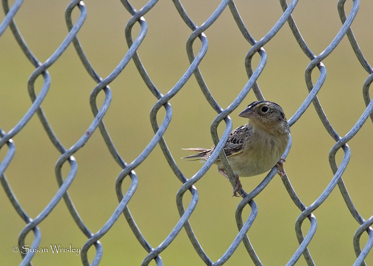 Grasshopper Sparrow - Susan Wrisley