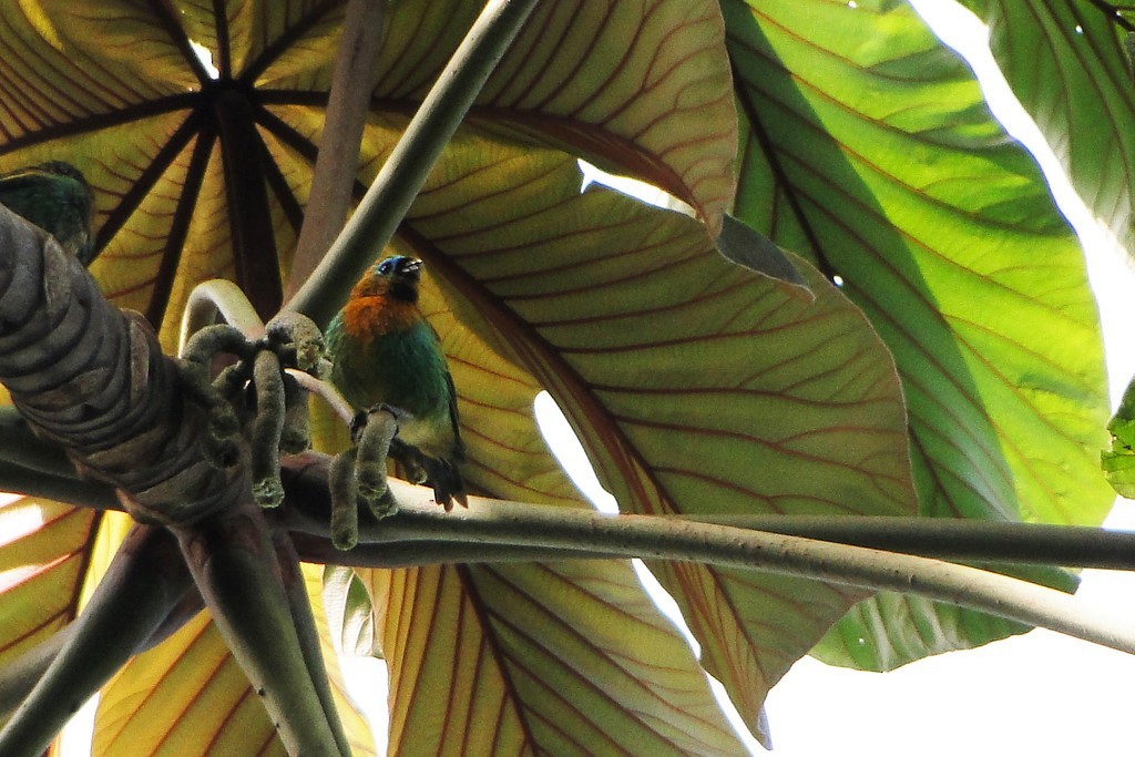 Brassy-breasted Tanager - ML29401491