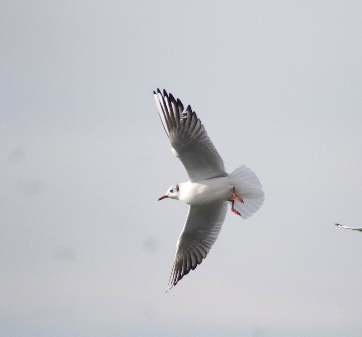 Mouette rieuse - ML294016241