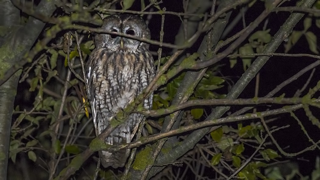 Tawny Owl - ML294016531