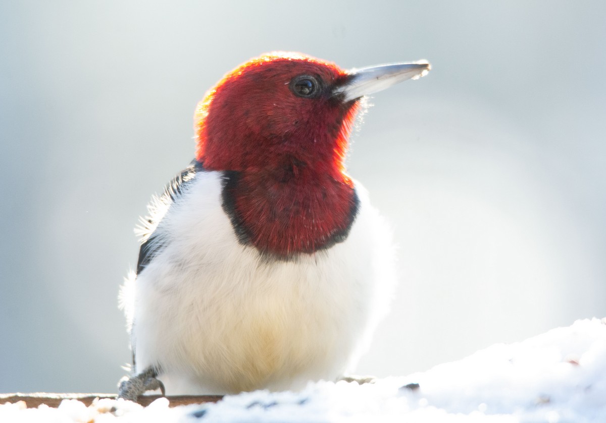 Red-headed Woodpecker - Gillian Henry