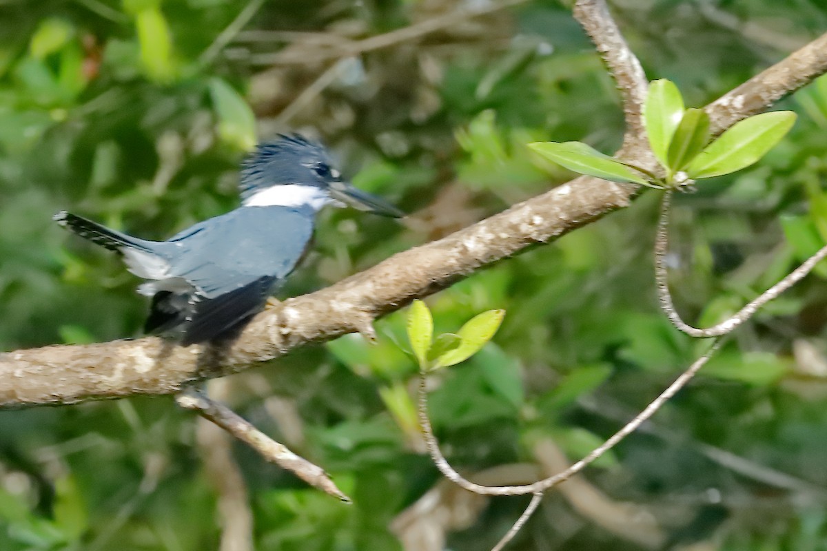Belted Kingfisher - Rafael Chaves