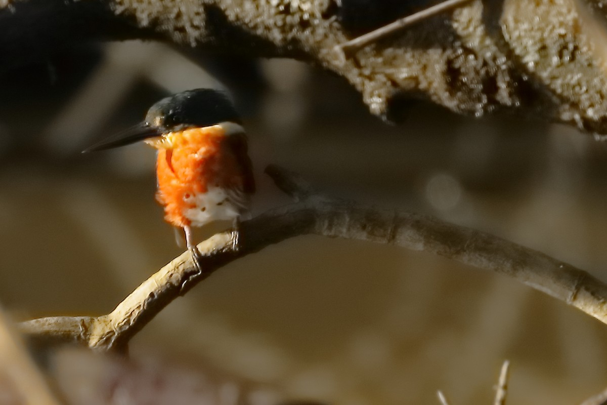 American Pygmy Kingfisher - Rafael Chaves