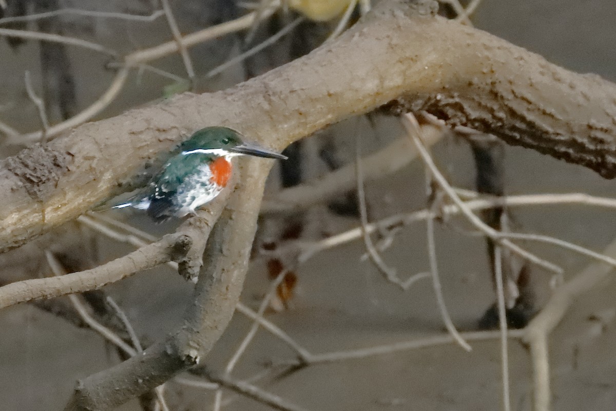 Green Kingfisher - Rafael Chaves
