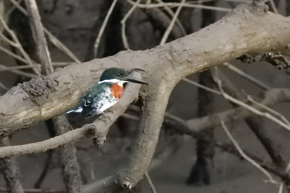 Green Kingfisher - Rafael Chaves