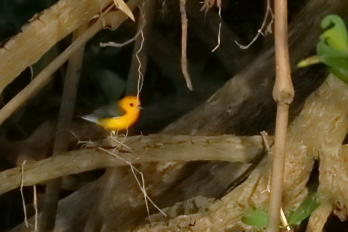Prothonotary Warbler - ML294029131