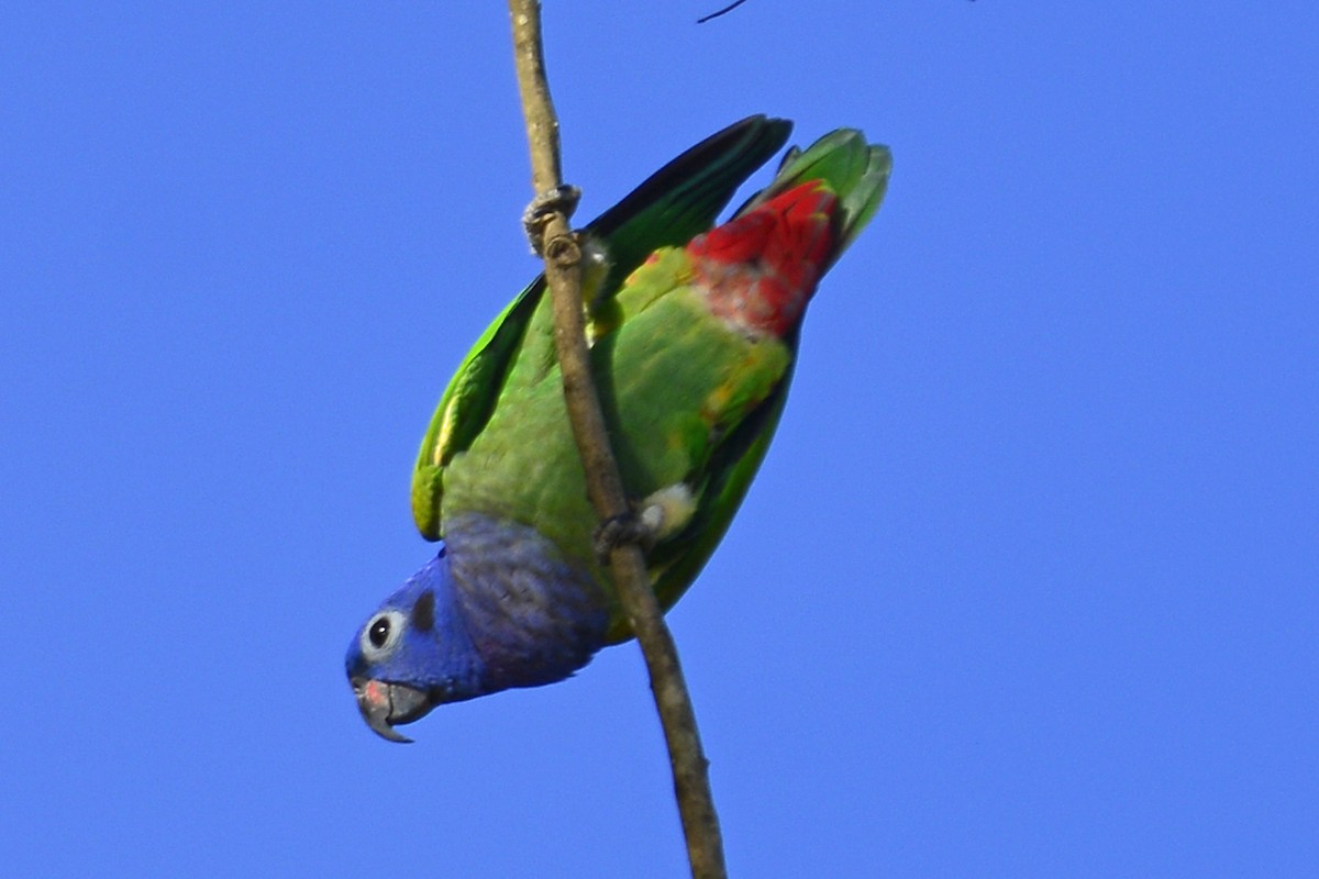 Папуга-червоногуз синьоголовий - ML294029401