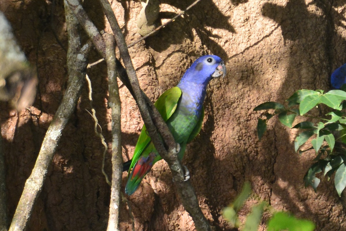 Blue-headed Parrot - ML294030921