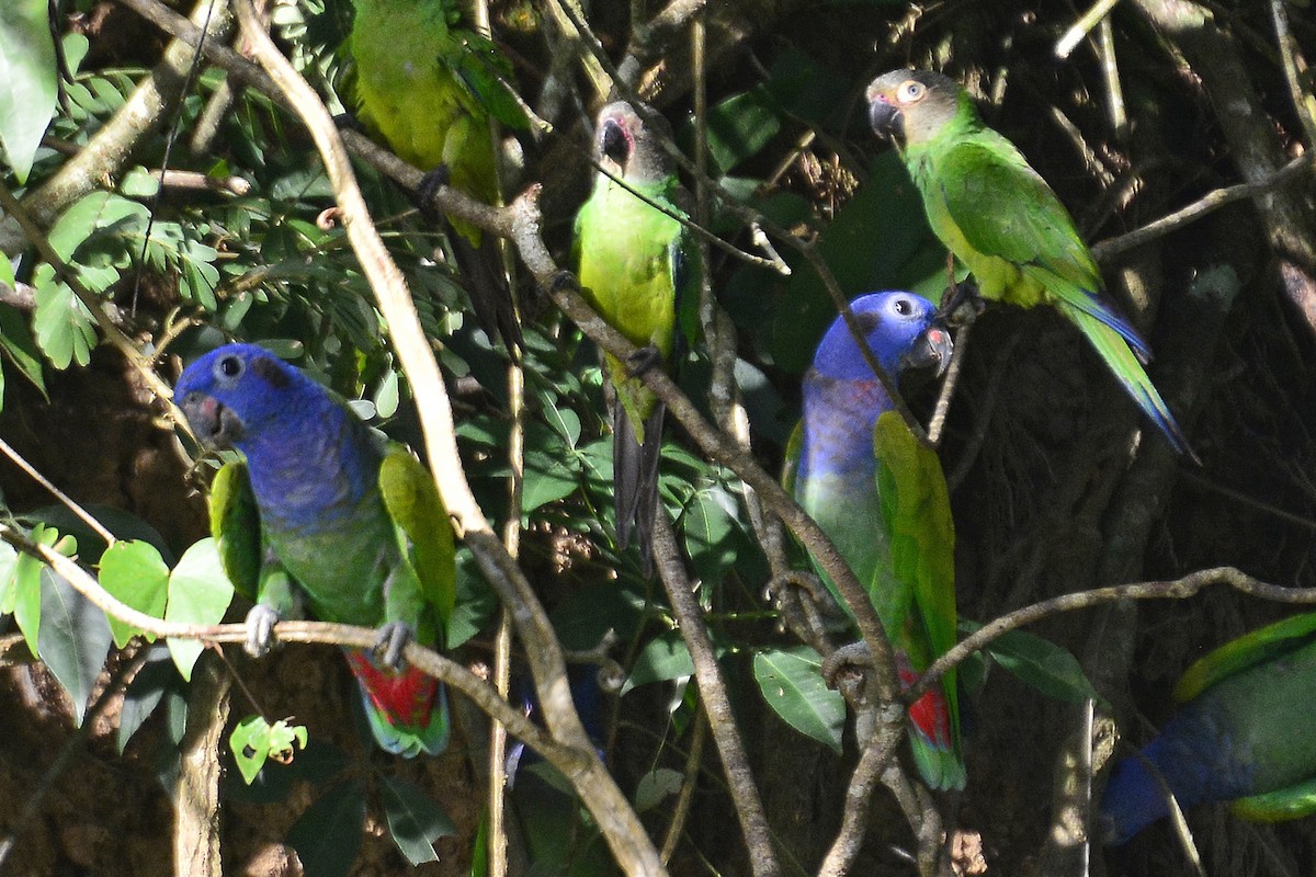 Blue-headed Parrot - ML294035181