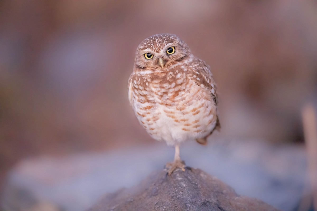 Burrowing Owl - Thomas Ford-Hutchinson
