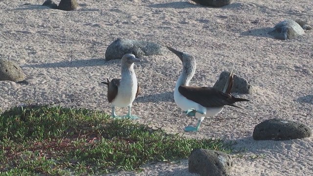 Blue-footed Booby - ML294036761