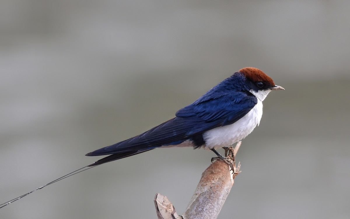 Wire-tailed Swallow - Mohan Bala