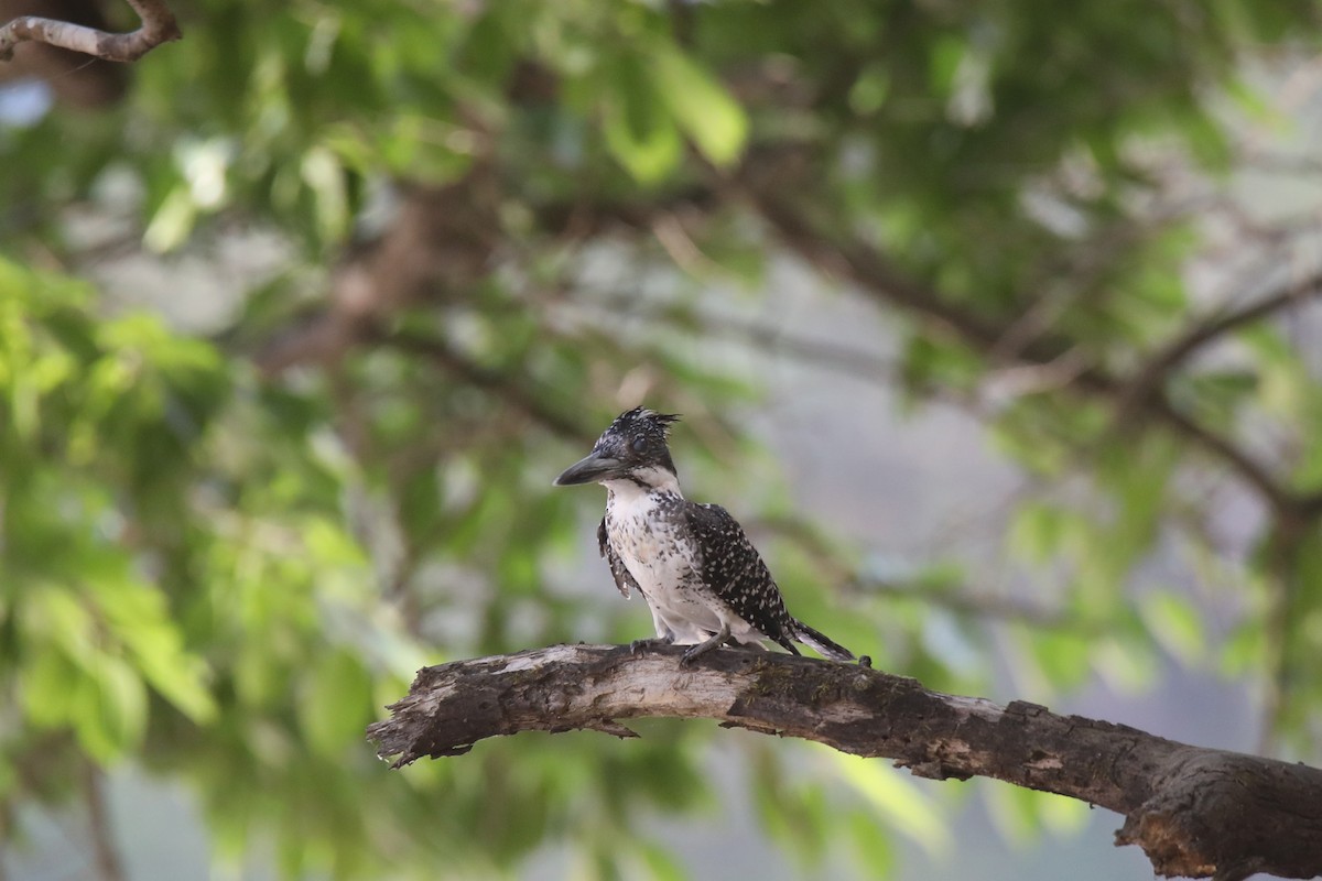 Crested Kingfisher - ML294041391