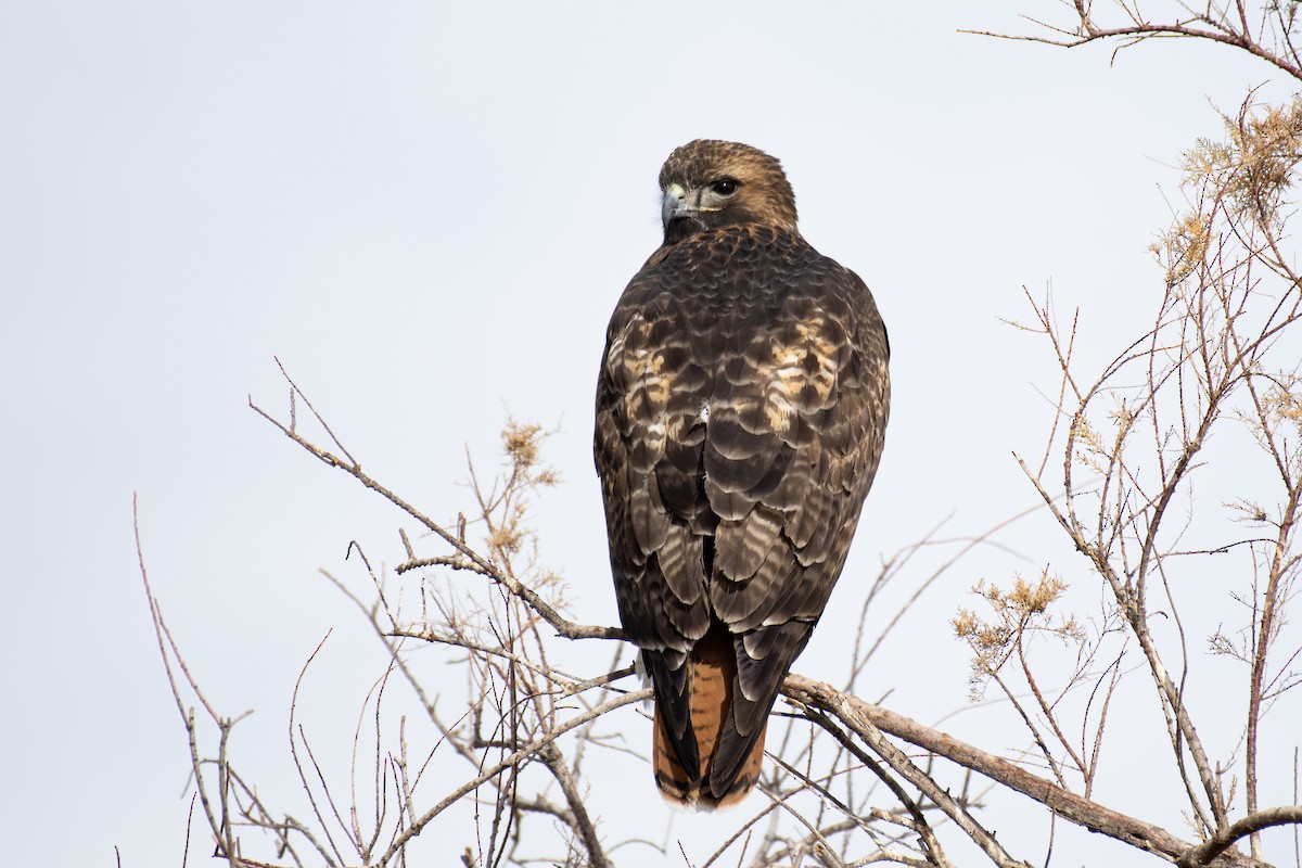 Red-tailed Hawk - ML294042491