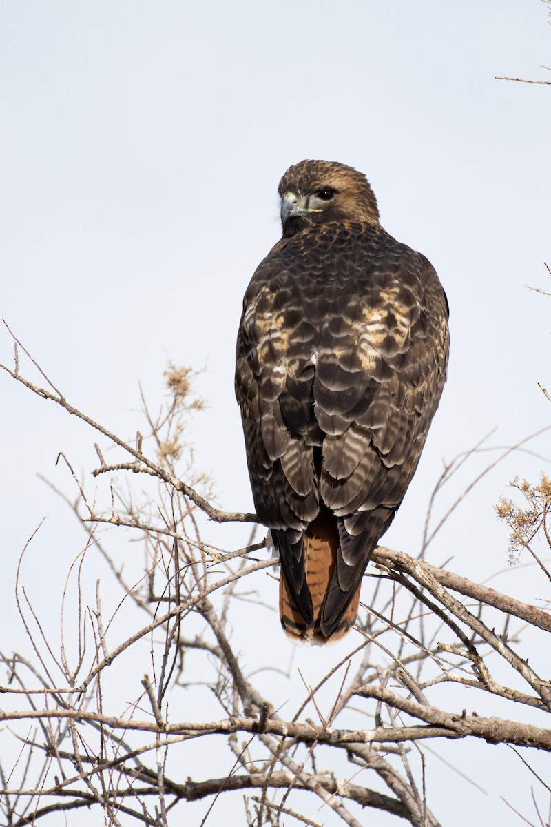 Red-tailed Hawk - ML294042531