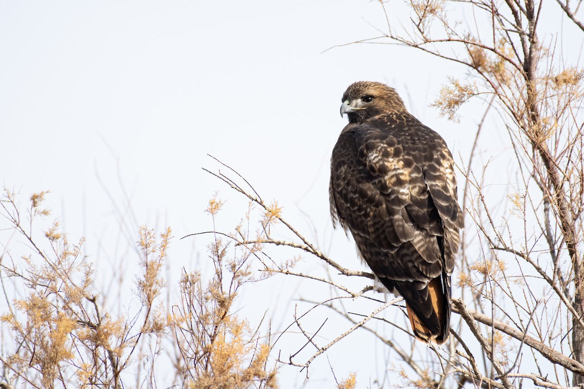 Red-tailed Hawk - ML294042561
